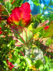 Amaranthus hypochondriacus