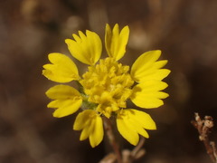 Deinandra bacigalupii