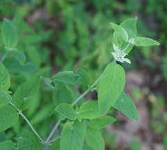 Pycnanthemum incanum