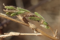 Deinandra bacigalupii