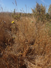 Deinandra bacigalupii