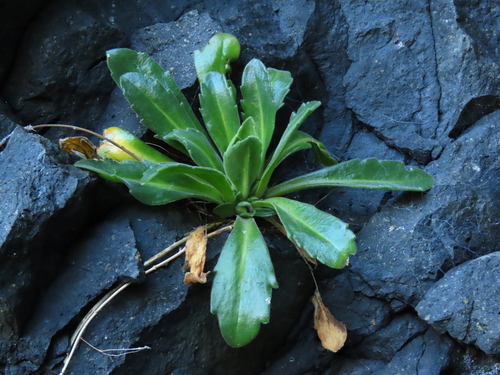 Draba grandis iNat (3)