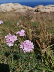Armeria maritima
