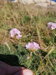 Armeria maritima