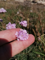 Armeria maritima