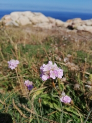 Armeria maritima