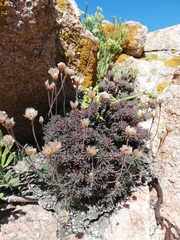 Armeria maritima