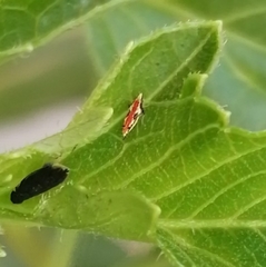 Scaphytopius