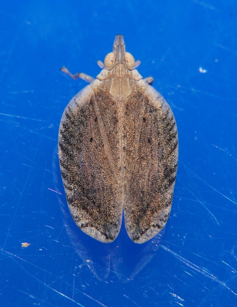 Lophopid Planthoppers
