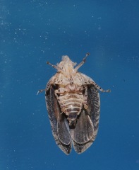 Lophops saccharicida