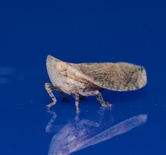 Lophops saccharicida