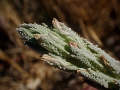 Chloropyron palmatum