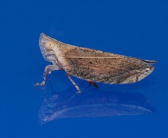 Lophops saccharicida