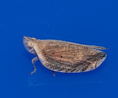 Lophops saccharicida