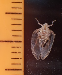 Lophops saccharicida