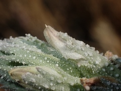 Chloropyron palmatum