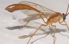Erythroneura octonotata