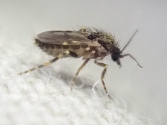 Forcipomyia cinctipes