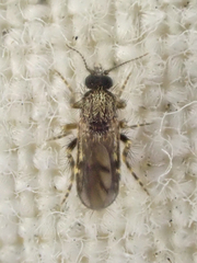 Forcipomyia cinctipes