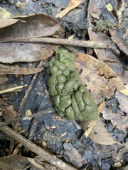 Galeopterus variegatus