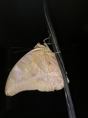 Archaeoprepona demophon centralis