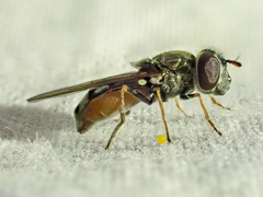 Platycheirus stegnus