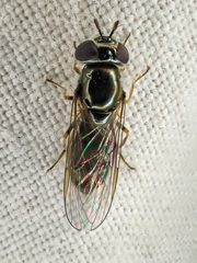 Platycheirus stegnus