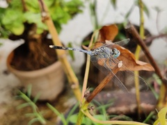 Diplacodes trivialis