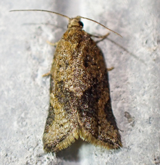 Argyrotaenia franciscana