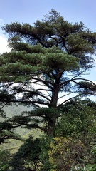 Pinus fenzeliana