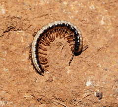 Isocladosoma maculatum