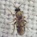 Forcipomyia - Photo (c) Chloe and Trevor Van Loon, some rights reserved (CC BY-NC), uploaded by Chloe and Trevor Van Loon