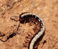 Isocladosoma maculatum