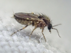 Forcipomyia cinctipes