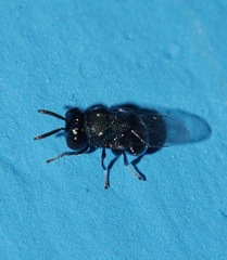 Perilampidae