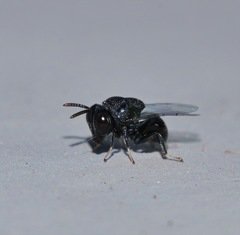 Perilampidae