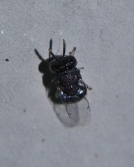 Perilampidae