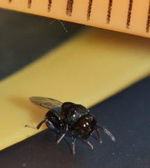 Perilampidae