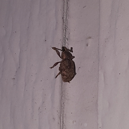 Clay-coloured Weevil photo 6