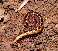 Isocladosoma maculatum