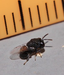 Perilampidae