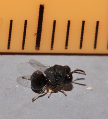 Perilampidae