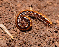 Isocladosoma maculatum