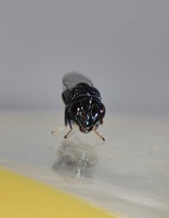 Perilampidae
