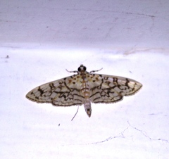 Haritalodes derogata