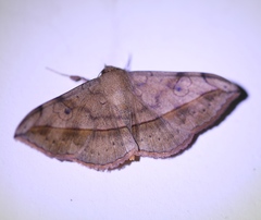 Anticarsia irrorata
