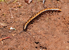 Isocladosoma maculatum