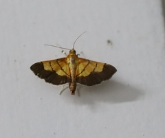 Syngamia latimarginalis
