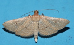 Addaea fragilis