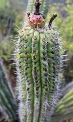 Stenocereus treleasei